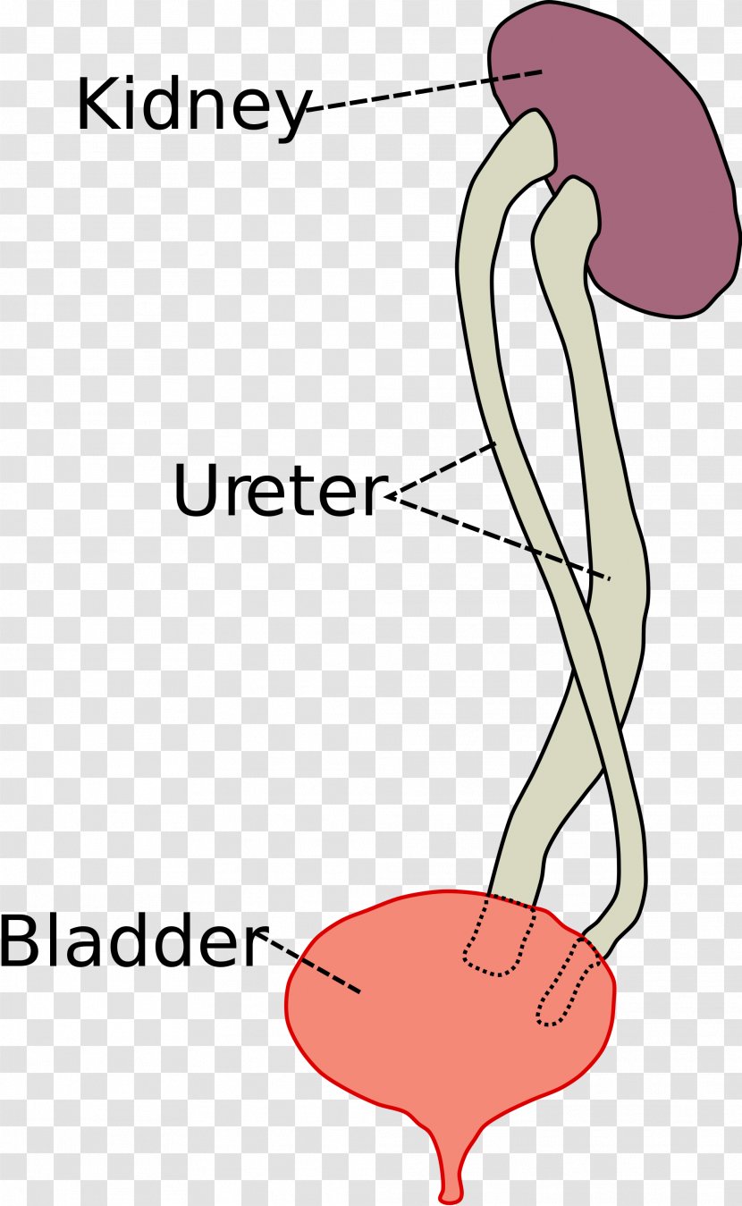 Duplicated Ureter Kidney Urinary Bladder Urethra - Silhouette Transparent PNG
