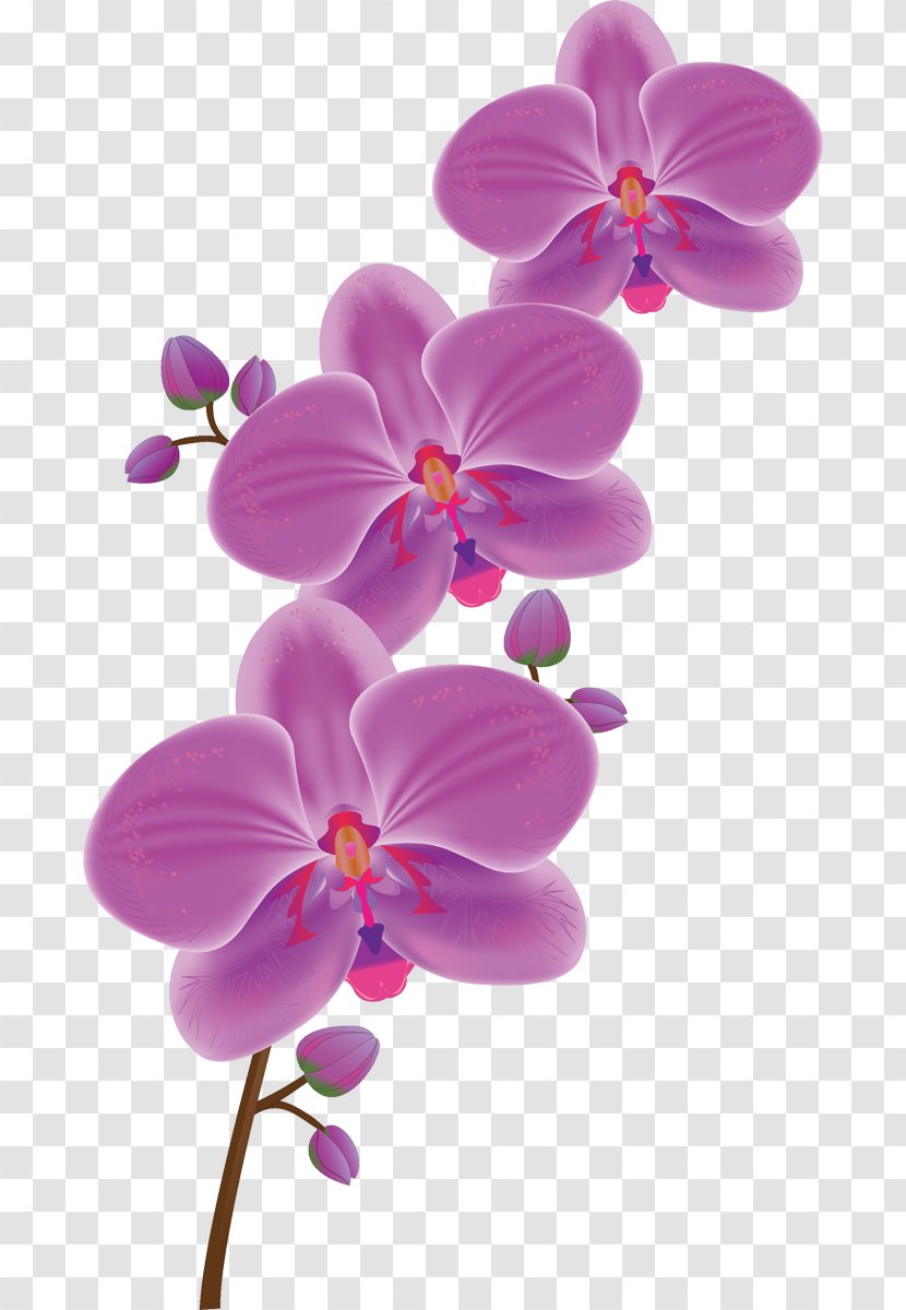 Flower Moth Orchids Tulip Clip Art Transparent PNG