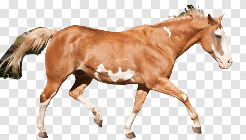 American Paint Horse Mustang Stallion Foal Mare - Smudge Transparent PNG