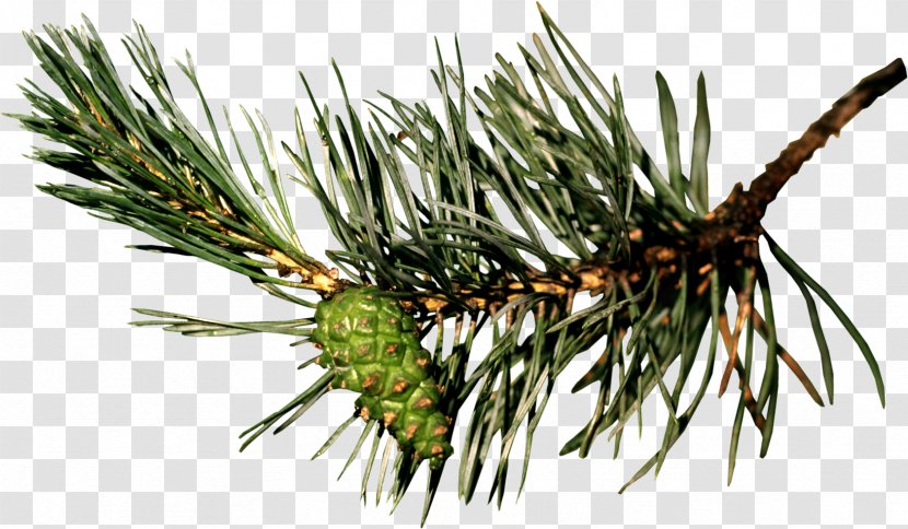 Pine Blog Christmas Clip Art - Needle - Liveinternet Transparent PNG