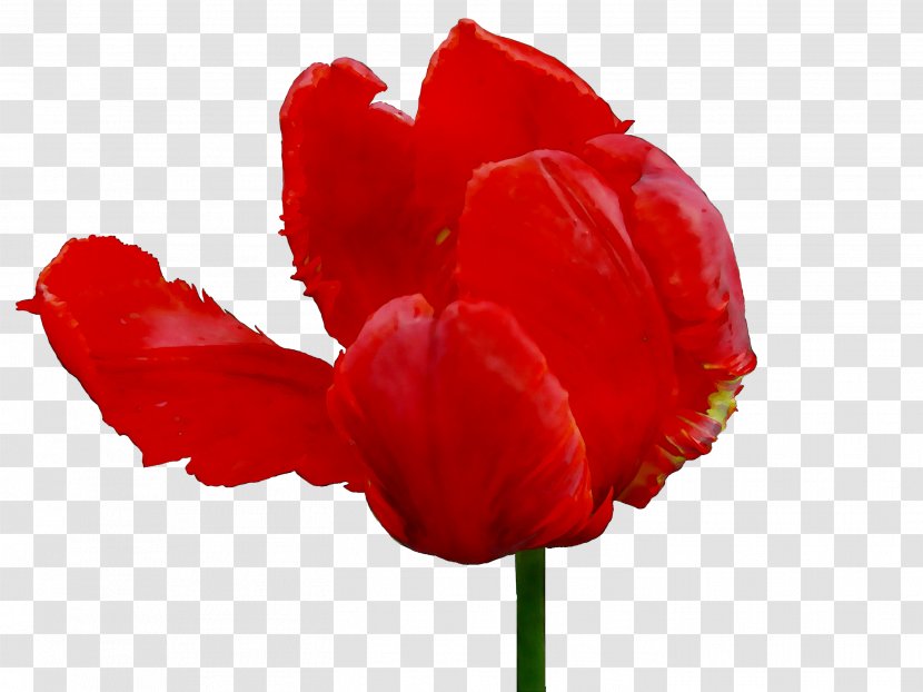 Tulip Herbaceous Plant Stem The Poppy Family Plants - Redm Transparent PNG