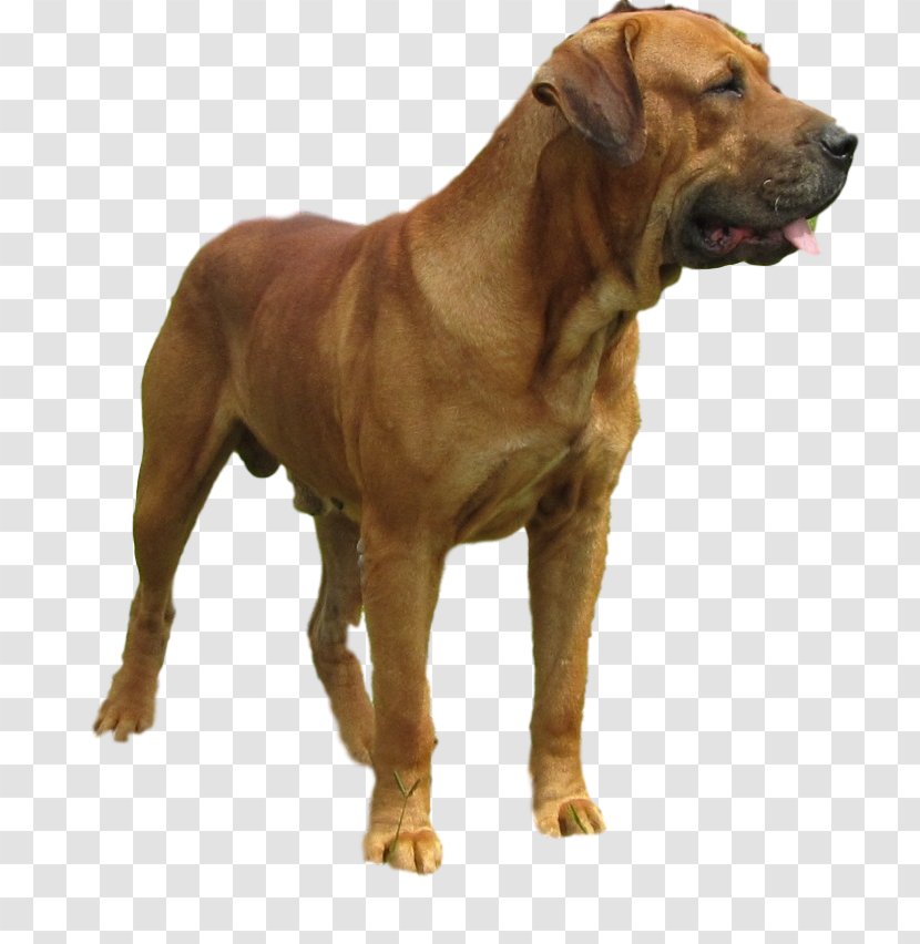 Tosa Dog Breed Boerboel Broholmer Alano Español - Rare - Learning Transparent PNG