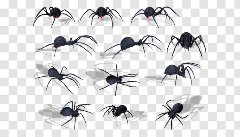 Ant Spider Clip Art - Photoscape Transparent PNG