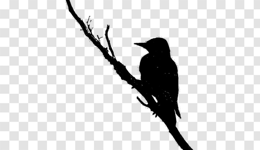 Hummingbird Beak Fauna Font Silhouette - Branch - Bird Transparent PNG