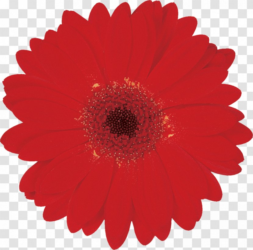 Amazon.com Dust Customer Independence Day - Chrysanths - Gerbera Transparent PNG