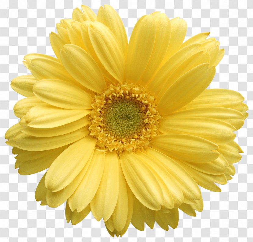 Transvaal Daisy Family Clip Art Flower Yellow - Chrysanthemum Transparent PNG