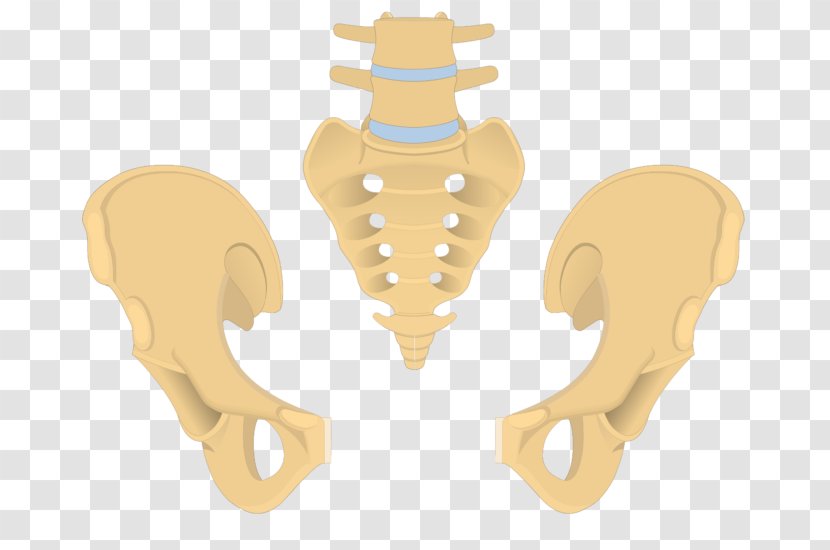 Hip Bone Coccyx Sacrum Anatomy - Frame - Pelvis Transparent PNG