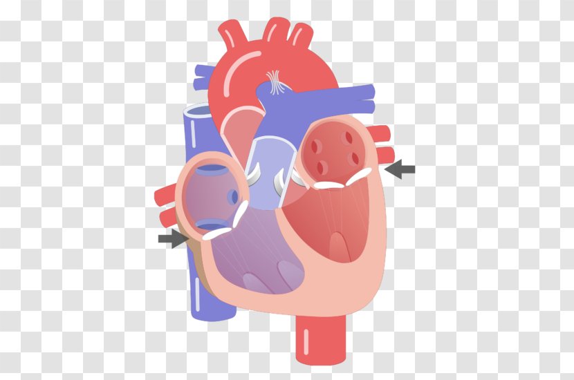 Heart Valve Electrical Conduction System Of The Anatomy Circulatory - Silhouette Transparent PNG