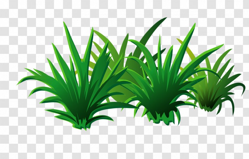 Leaf - Grass Transparent PNG