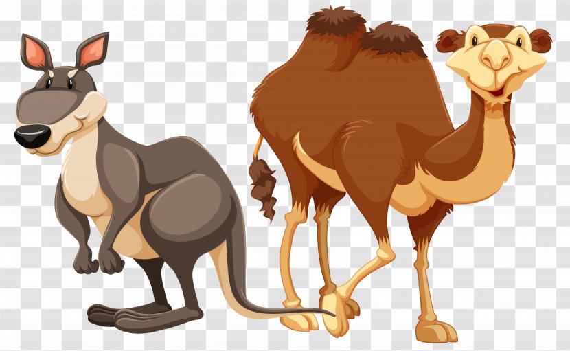 Camel Stock Photography Illustration - Like Mammal - Vector Cartoon Kangaroo Material Transparent PNG