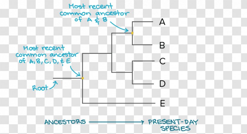 Phylogenetic Tree Phylogenetics Evolution Cladogram - Blue Transparent PNG