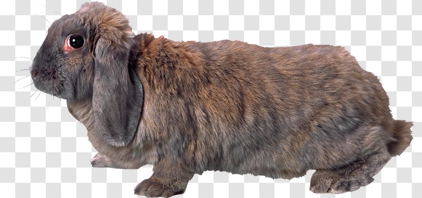 Domestic Rabbit Hare European Clip Art - Fur - Bu Transparent PNG