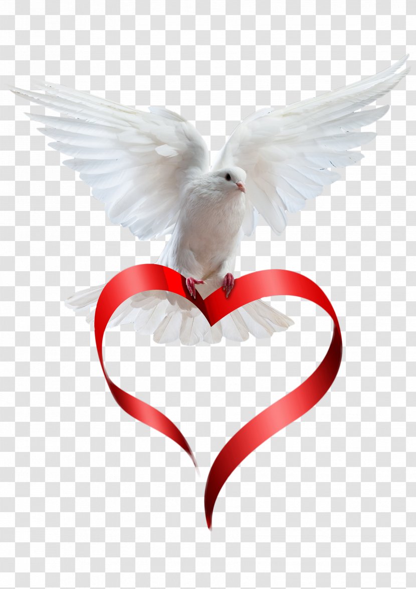 Animation Death Photography - Silhouette - Peace Bird Transparent PNG