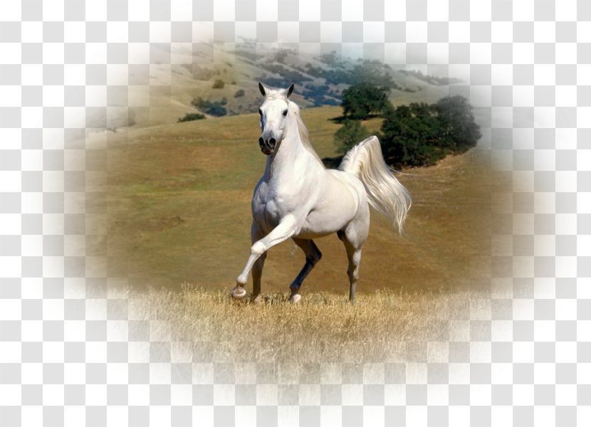 American Paint Horse Arabian Friesian Mustang Stallion - Black Transparent PNG