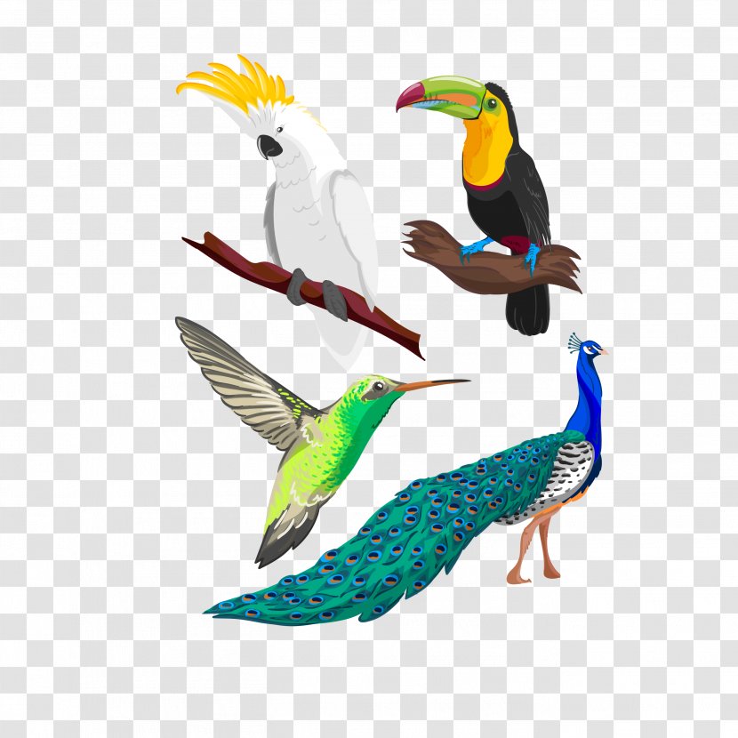 Hummingbird Parrot Drawing - Royaltyfree - Bird Free Download Transparent PNG
