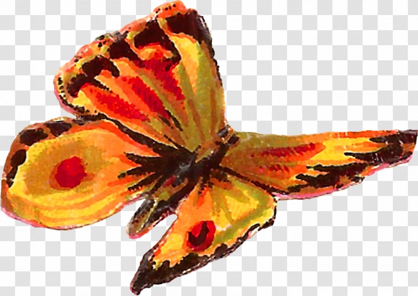 Drawing Of Family - Insect - Lily Wildflower Transparent PNG