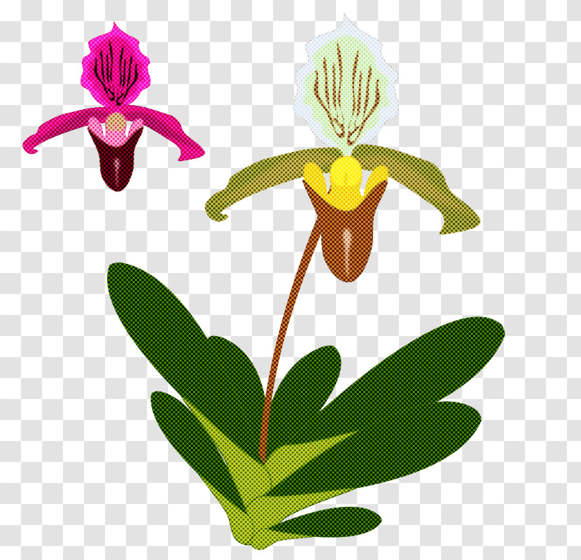 Flower Plant Orchid Cypripedium Pedicel Transparent PNG