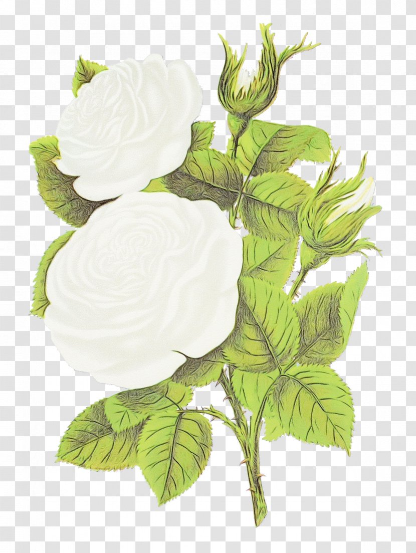 Ivy - Mock Orange Transparent PNG