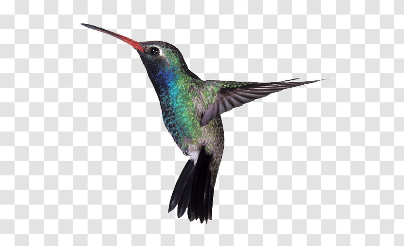 Google Hummingbird Algorithm Broad-billed - Organism Transparent PNG