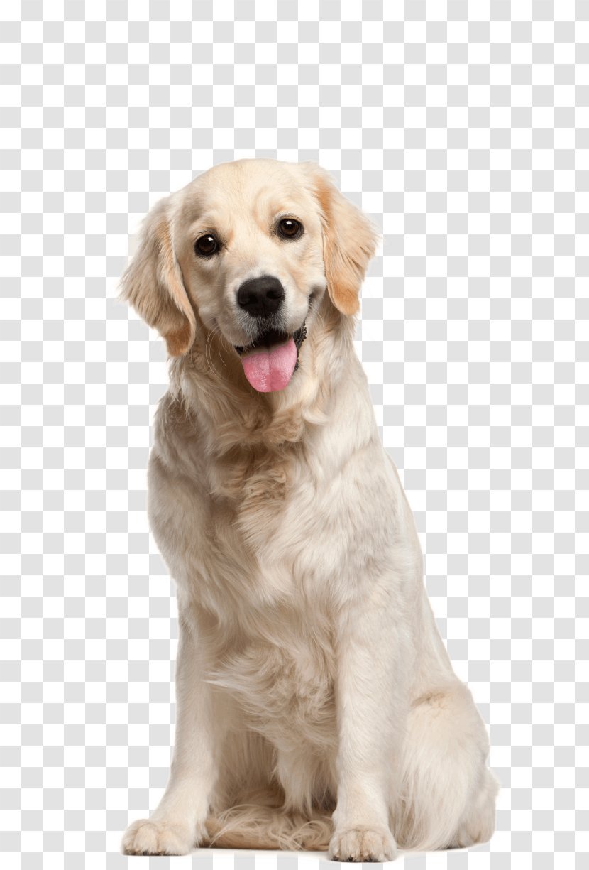 Golden Retriever Puppy Cat Dog Breed - Obedience Trial Transparent PNG