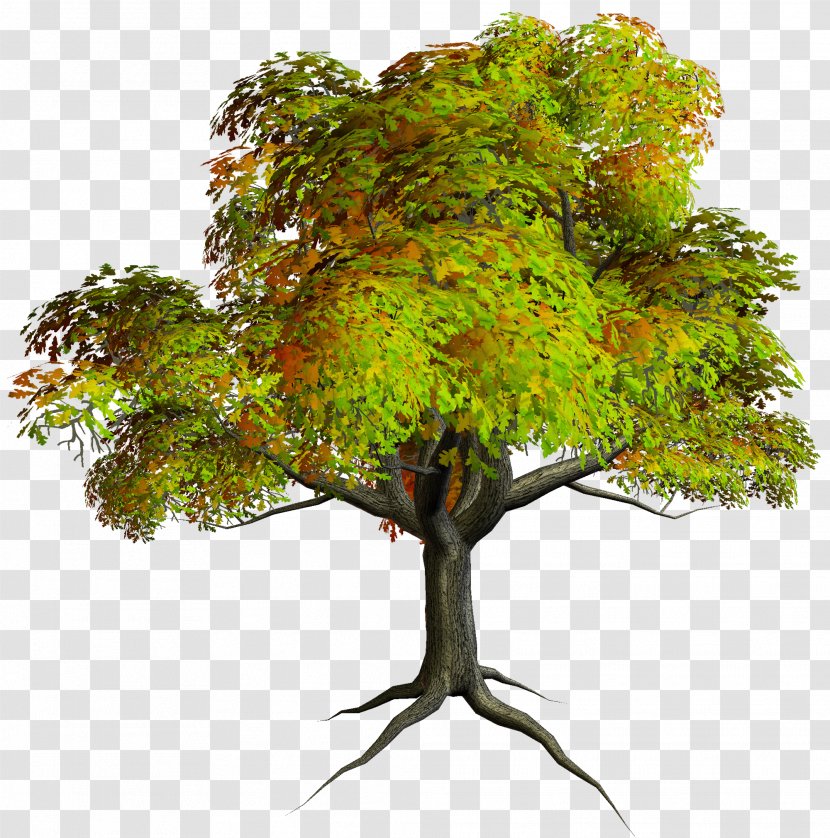 Tree Clip Art - Plant - Free Pictures Transparent PNG