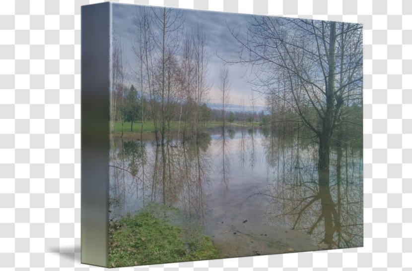 Pond Swamp Water Resources Painting Floodplain - Window Transparent PNG