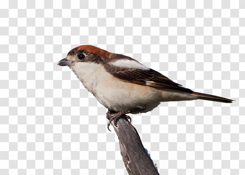 House Sparrow Finches American Sparrows Beak - Swallow - Job Transparent PNG
