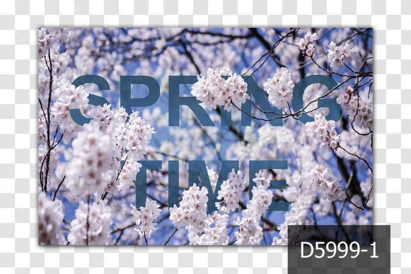 Spring MercuryFlooring ST.AU.150 MIN.V.UNC.NR AD Printemps Cherry Blossom - Kollektion - Augustus Transparent PNG