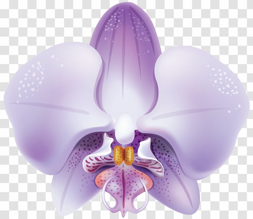 Orchids Flower Clip Art - Lilac - Orchid Transparent PNG