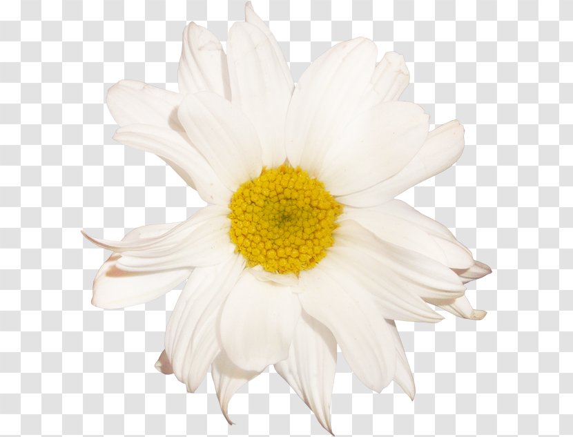 Oxeye Daisy German Chamomile Transparency And Translucency - Petal - Papatya Transparent PNG