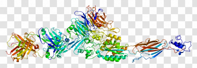 ITGA2B Integrin Glycoprotein Alpha Chain - Cartoon - Silhouette Transparent PNG