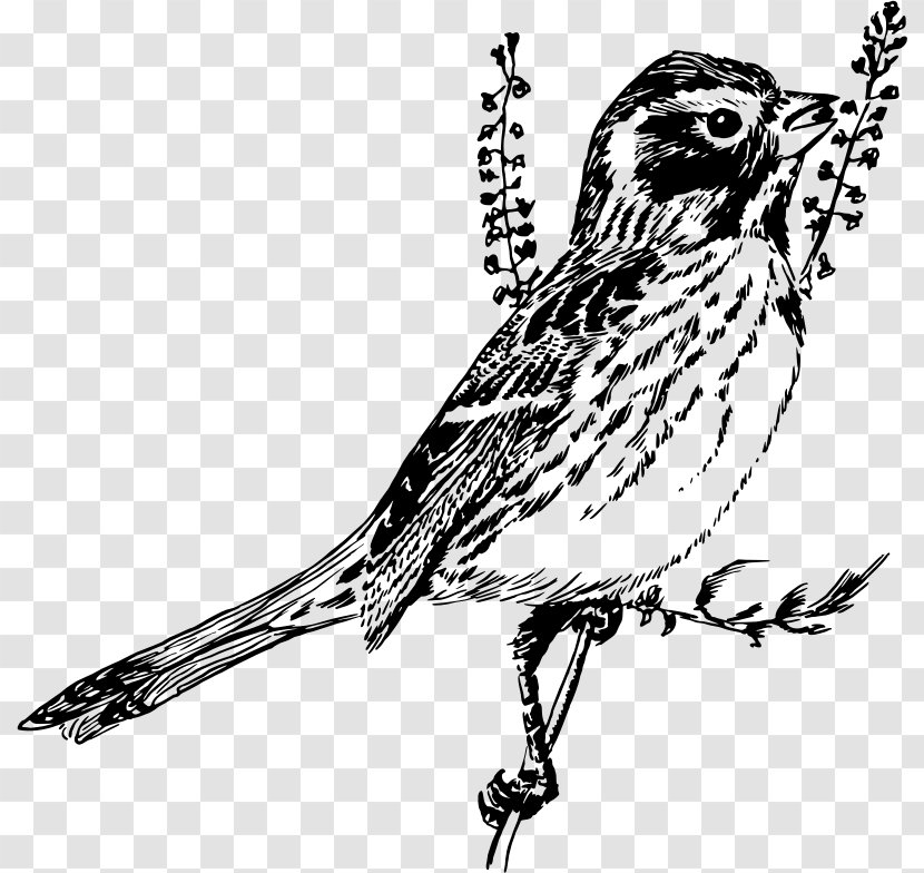 Bird Sparrow Line Art Drawing Black And White - Owl Transparent PNG