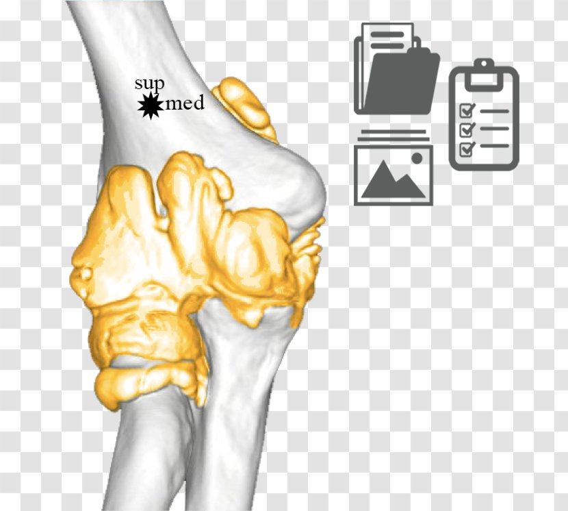 Thumb Ulnar Nerve Elbow Joint Humerus - Arthrology - Glissement Transparent PNG