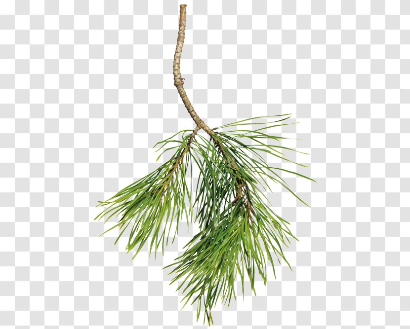 Spruce Pine Fir Christmas Day - Conifer - Needles Transparent PNG