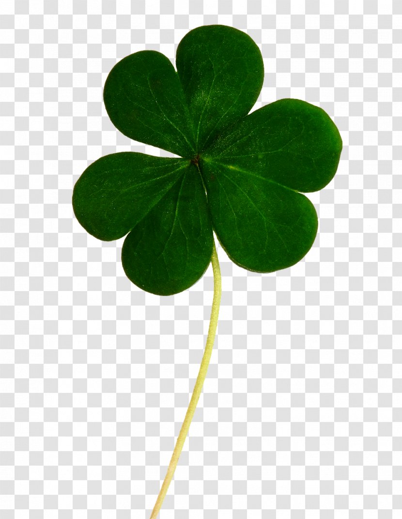 Ireland United States Irish People Saint Patrick's Day Celts - Mythology - Clover Transparent PNG
