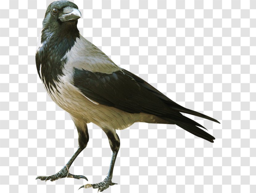 Swallow Bird - Perching - Blackbird Transparent PNG