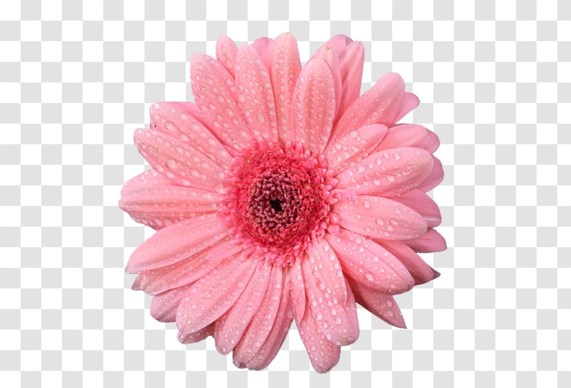 Transvaal Daisy Stock Photography Flower - Flowering Plant Transparent PNG