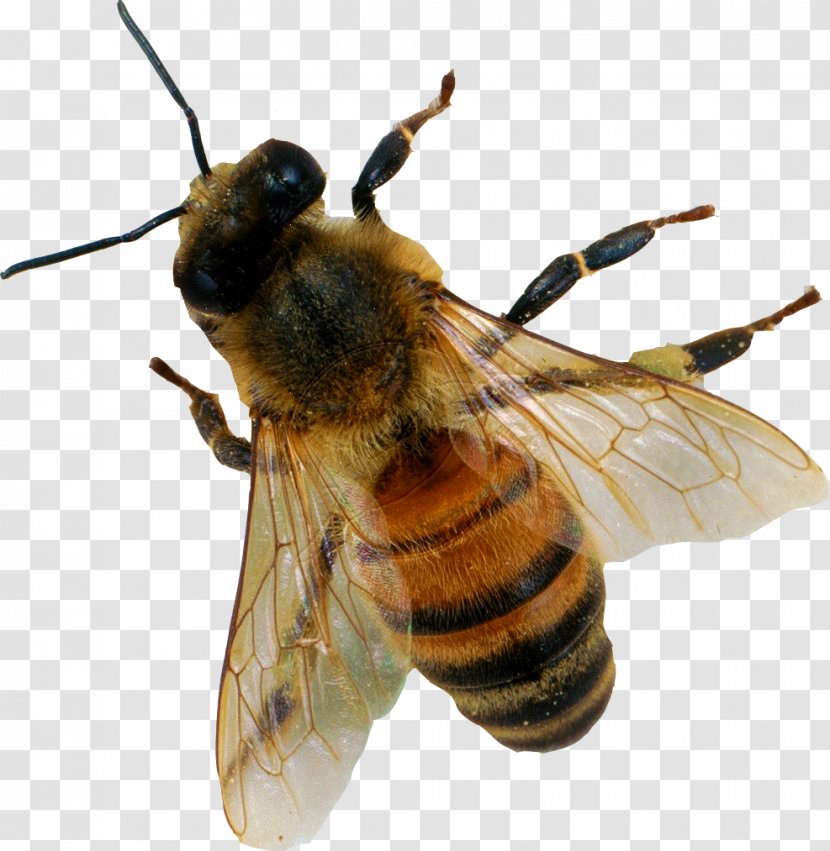 Bee - Organism Transparent PNG