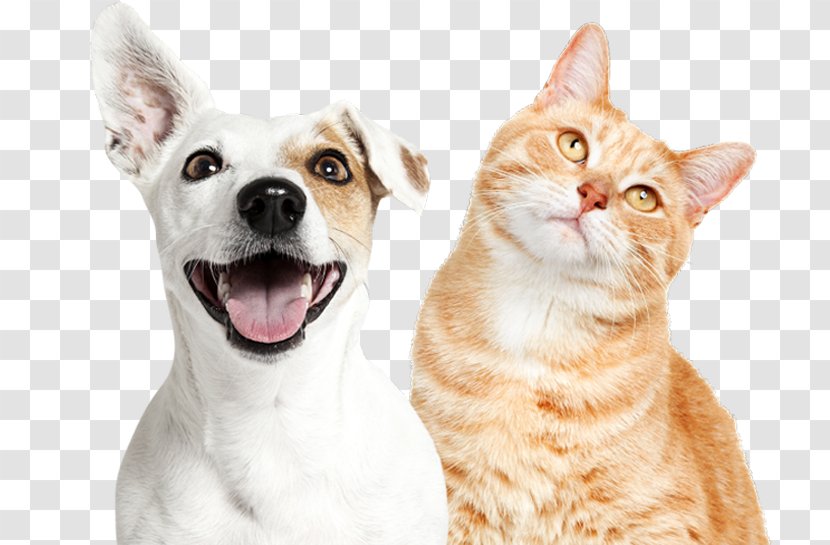 Cat Dog Grooming Collar Poodle - Pet Transparent PNG