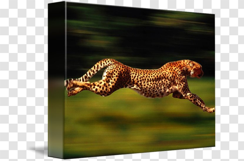 Cheetah Leopard Felidae Cat Animal - Print Transparent PNG