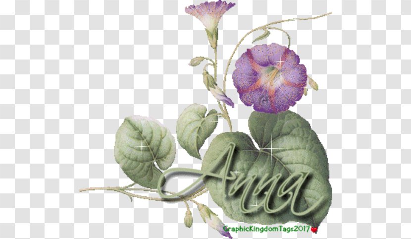 Sha El O En Be - Purple - Cut Flowers Transparent PNG