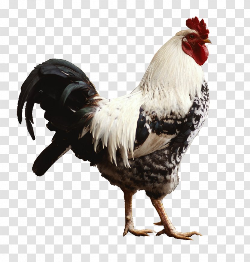 Chicken Rooster Livestock Poultry Farming - My First Words Transparent PNG