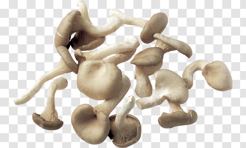 Mushroom Fungus Transparent PNG