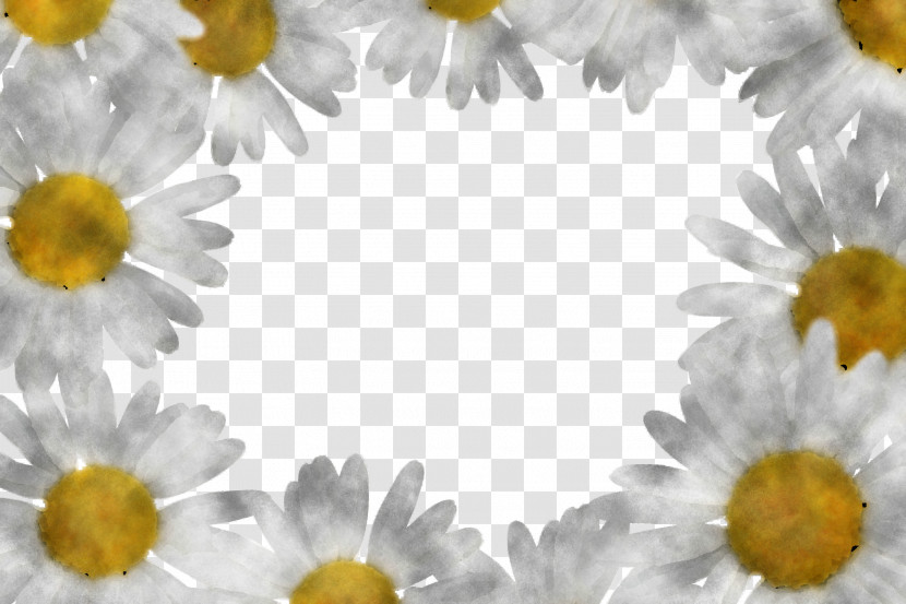 Marguerite Gerbera Daisy Transparent PNG