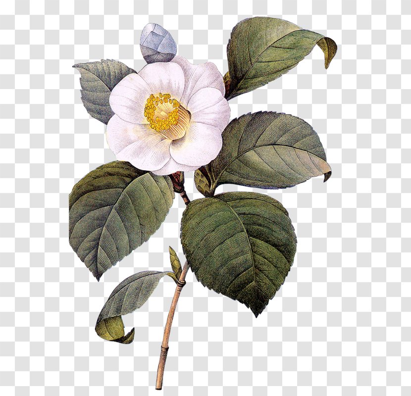 Paper Botanical Illustration Printing Japanese Camellia - Flower Transparent PNG