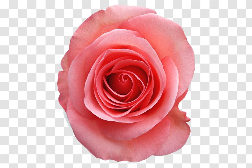 Clip Art Garden Roses Image Pink - Beach Rose - Orint Transparent PNG