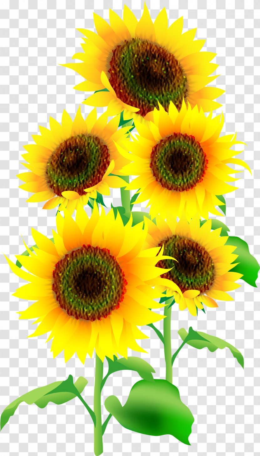 Common Sunflower Illustrator Seed - Daisy Family - Flower Transparent PNG