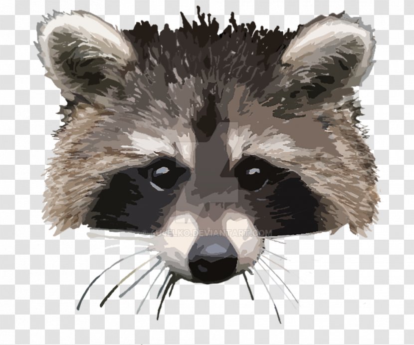 Raccoon Whiskers Animal Carnivora Mammal - Snout Transparent PNG