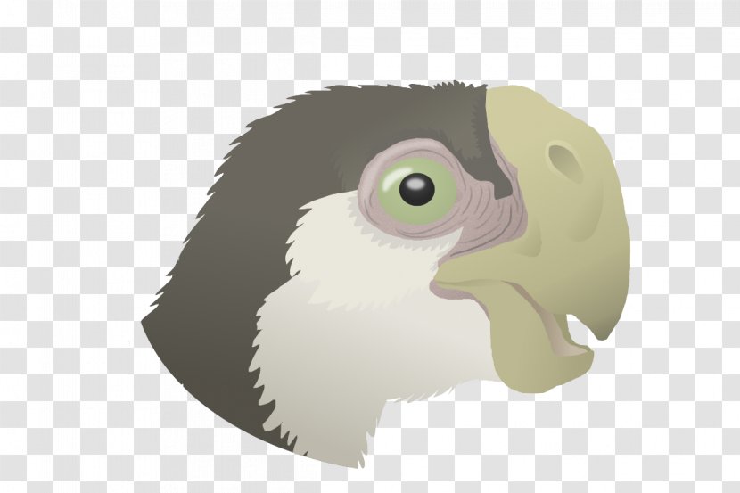 Owl Flightless Bird Beak - Animated Cartoon Transparent PNG