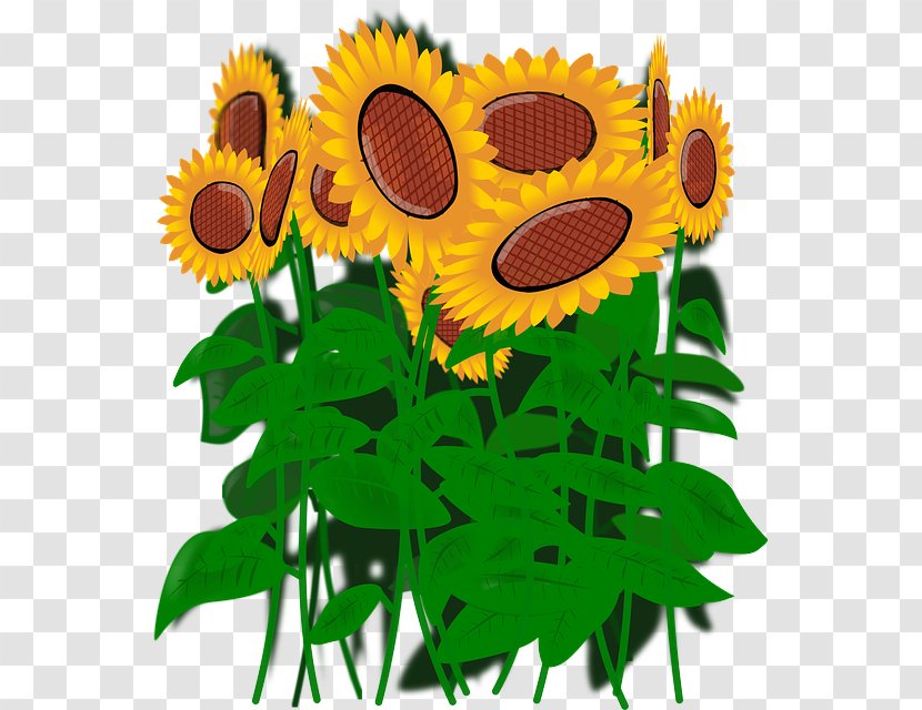 Sunflower - Plant - Flower Transparent PNG